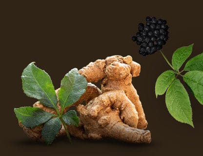 Sibirischer Ginseng