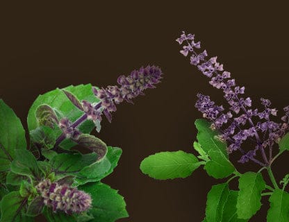 Heiliges Basilikum (Tulsi)