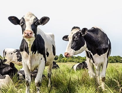 Freilandkühe, hochwertige Milch, Premium-Protein ✨